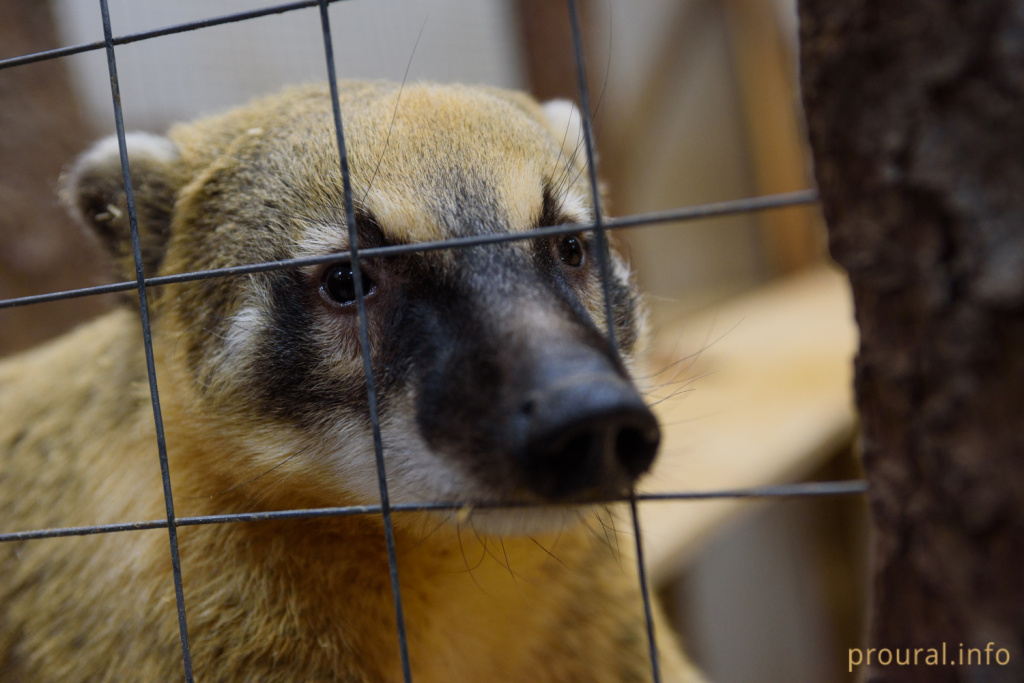 минипиг хрюша свинья свинка новый год символ года (74).jpg