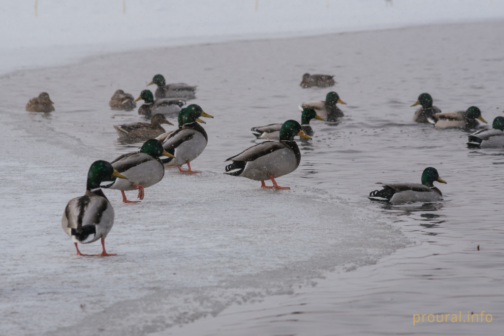 Кашкадан зима утки лес шишки птицы (10).jpg