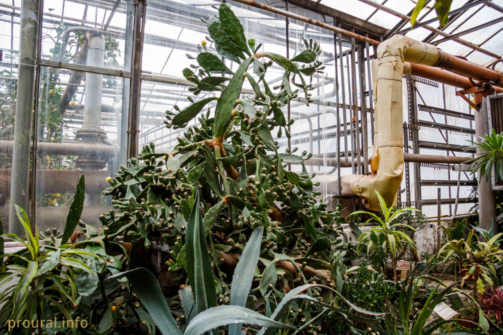 опунция.jpg опунция.jpg