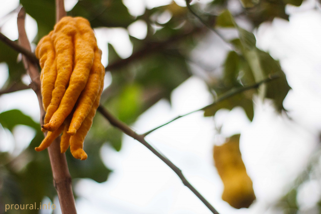 цитрон пальчатый (Рука будды) (2).jpg цитрон пальчатый (Рука будды) (2).jpg