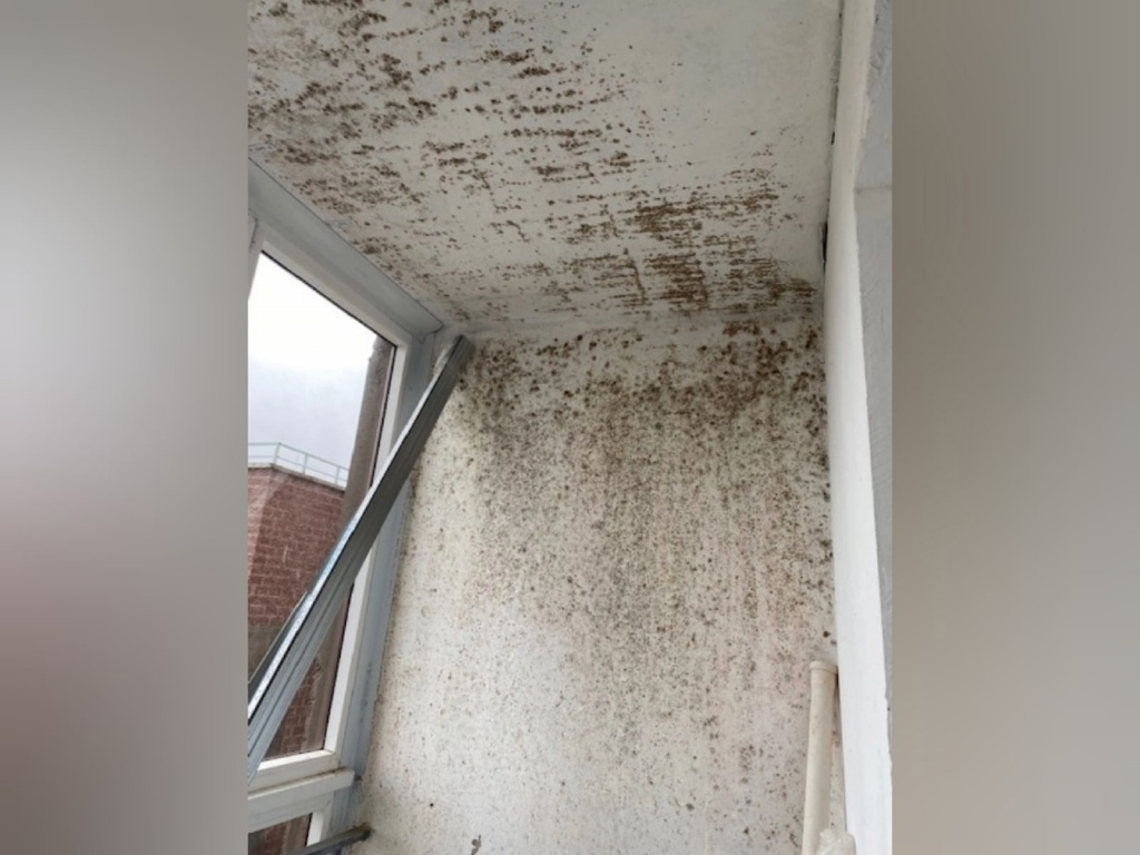 плесень 2.jpg