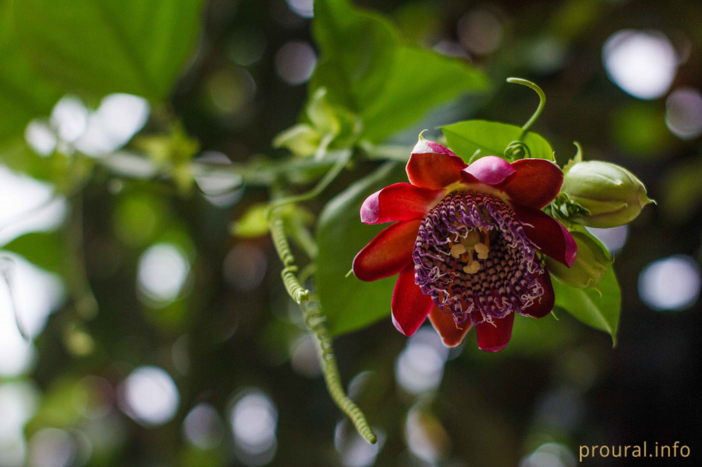 Пассив флора (марАкуйа) (2).jpg Пассив флора (марАкуйа) (2).jpg