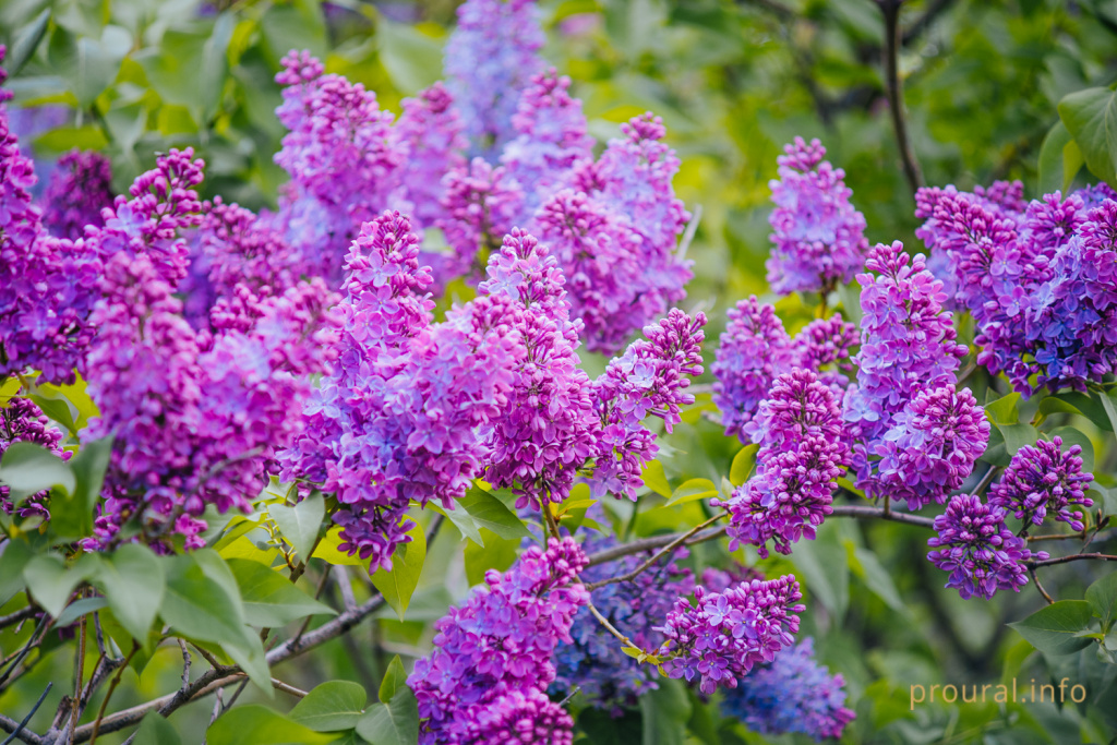 сирень ботсад весна 2020 парк (7).jpg