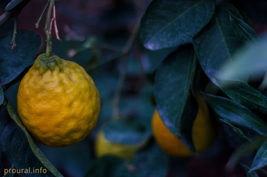 Ляйсан.jpg Ляйсан.jpg