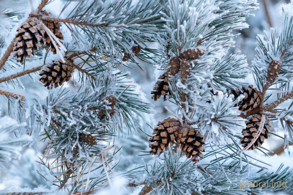 Кашкадан зима утки лес шишки птицы (1).jpg