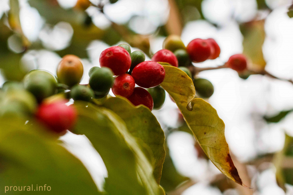 Кофе.jpg Кофе.jpg