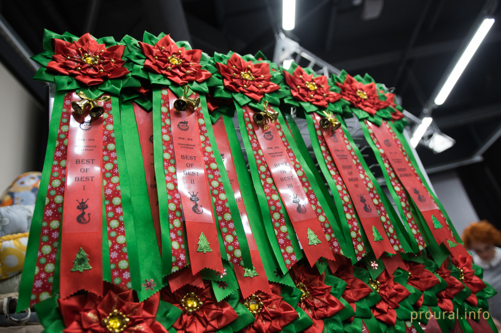 Выставка кошек (16).JPG