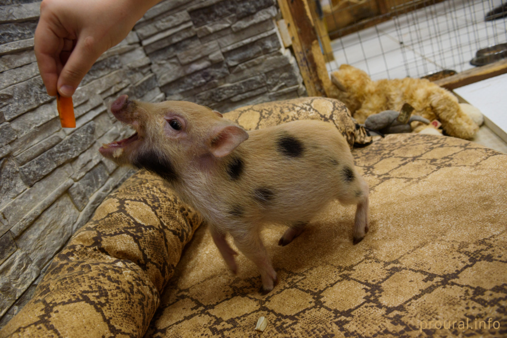 минипиг хрюша свинья свинка новый год символ года (69).jpg