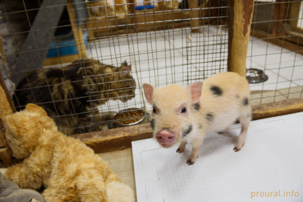 минипиг хрюша свинья свинка новый год символ года (71).jpg