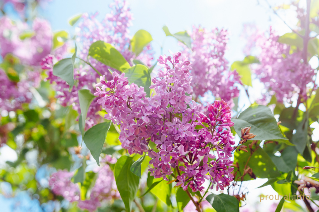 сирень ботсад весна 2020 парк (14).jpg