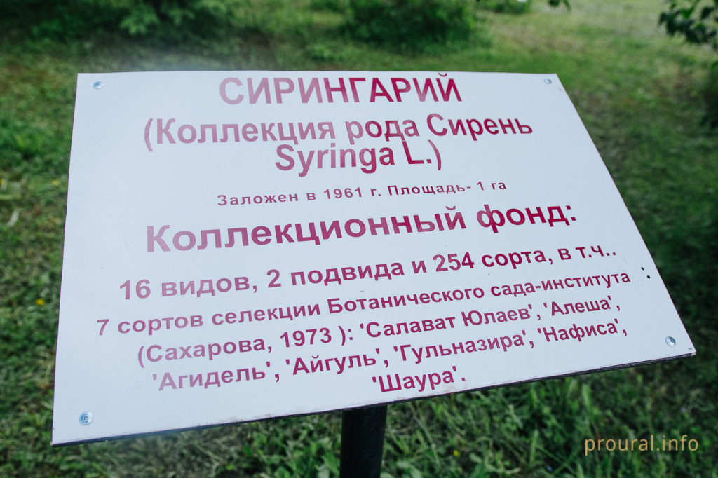 сирень ботсад весна 2020 парк (17).jpg