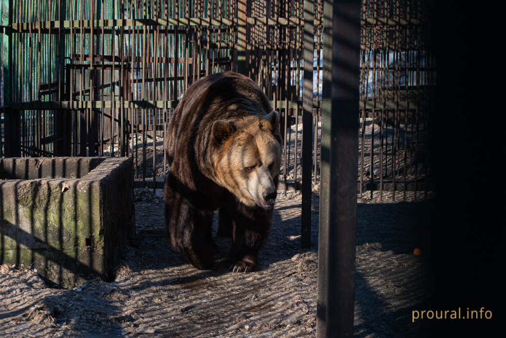 медведи мишки 2020 парк лесоводов зверинец (12).jpg