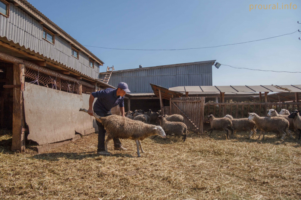 барашек для курьбана 2.jpg барашек для курьбана 2.jpg