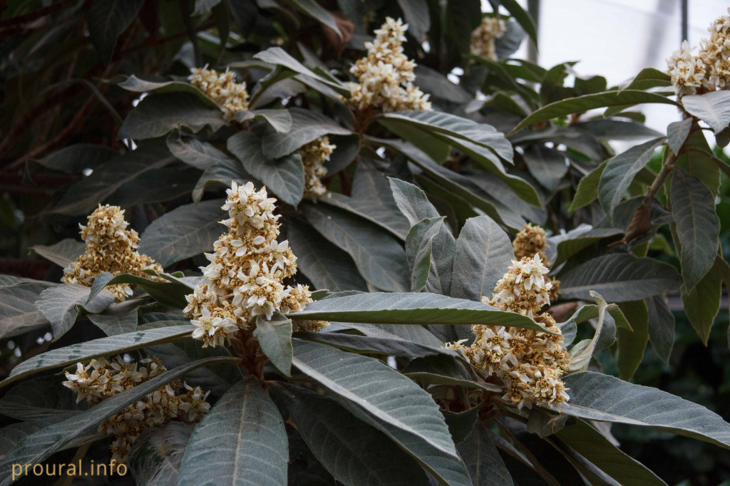 мушмула (3).jpg мушмула (3).jpg