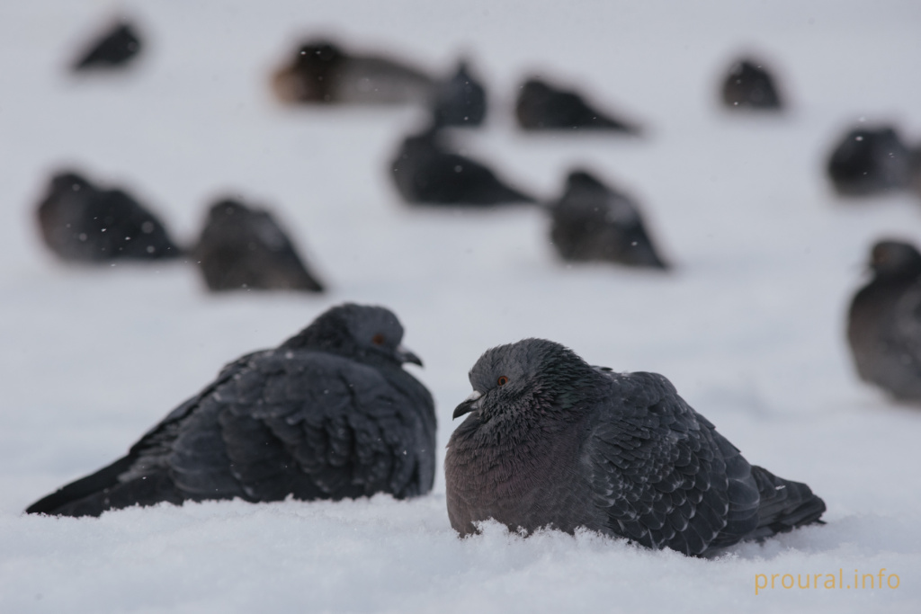 Кашкадан зима утки лес шишки птицы (7).jpg