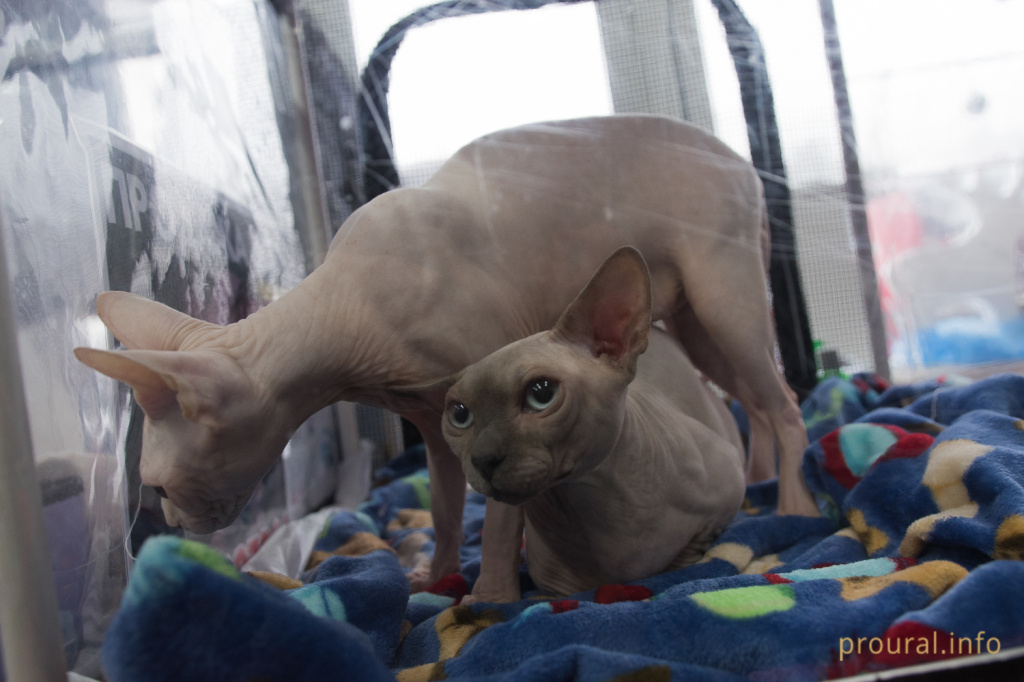 Выставка кошек (11).JPG