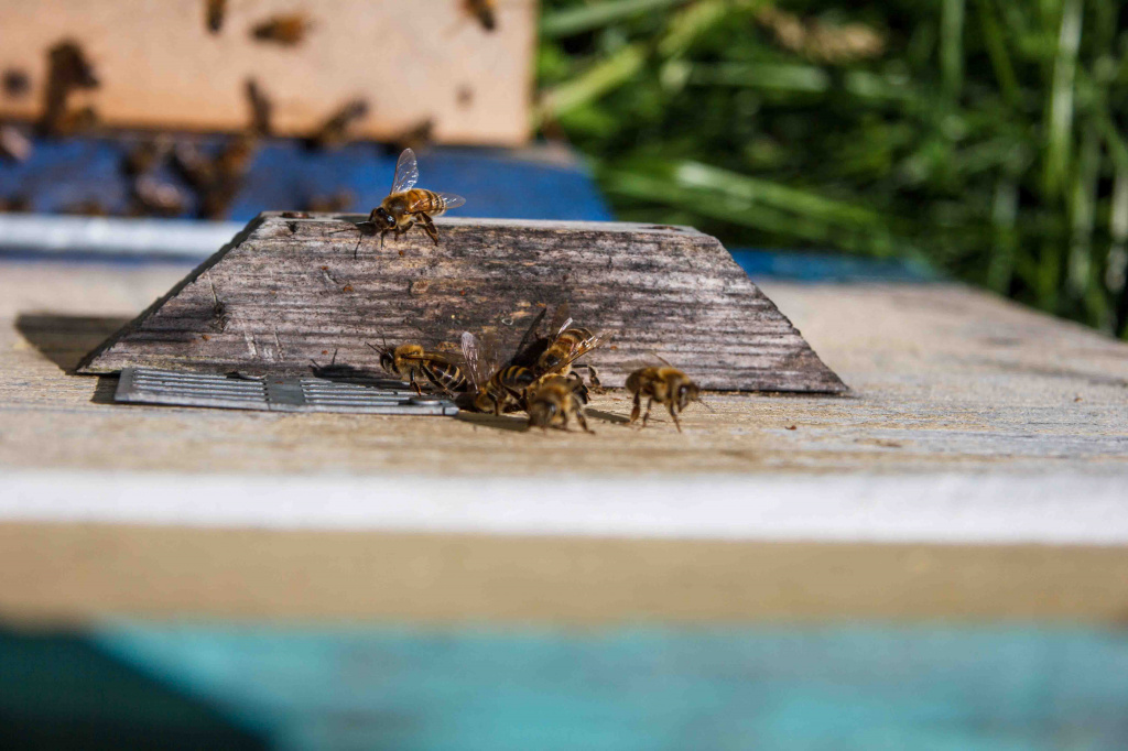 IMG_7079.jpg IMG_7079.jpg