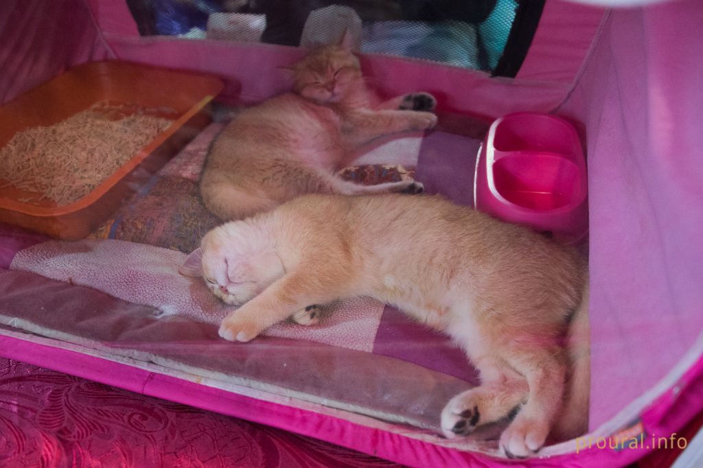 Выставка кошек (14).JPG
