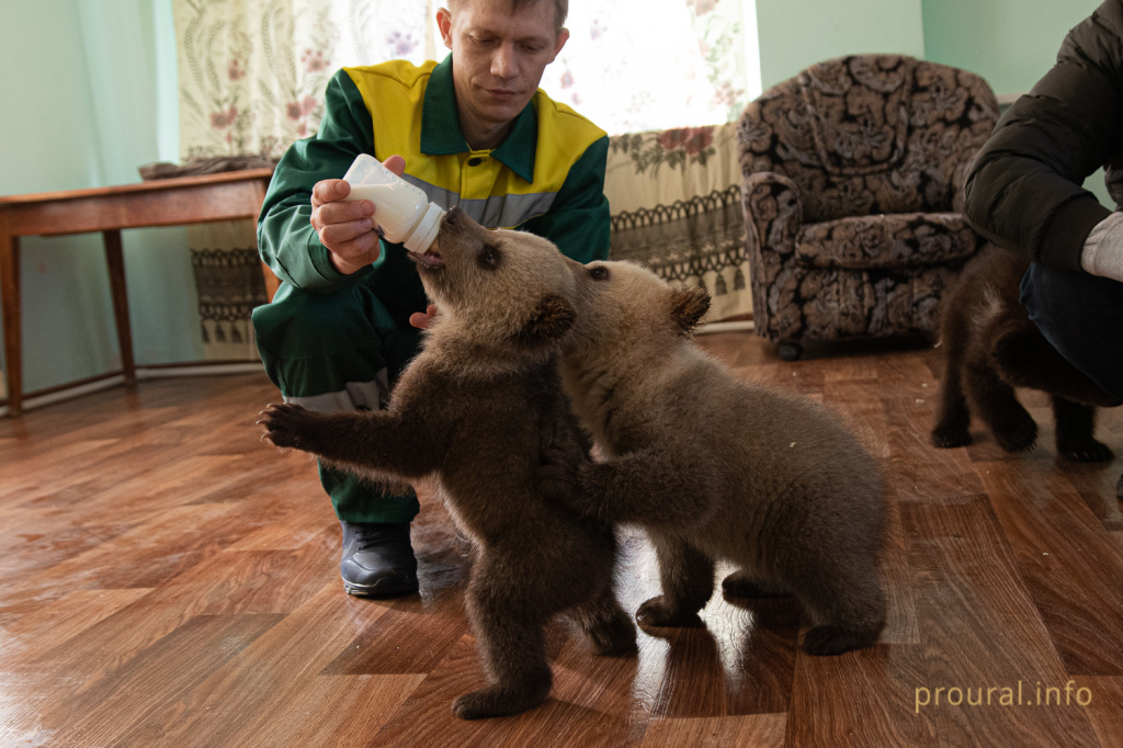 медведи мишки 2020 парк лесоводов зверинец (10).jpg
