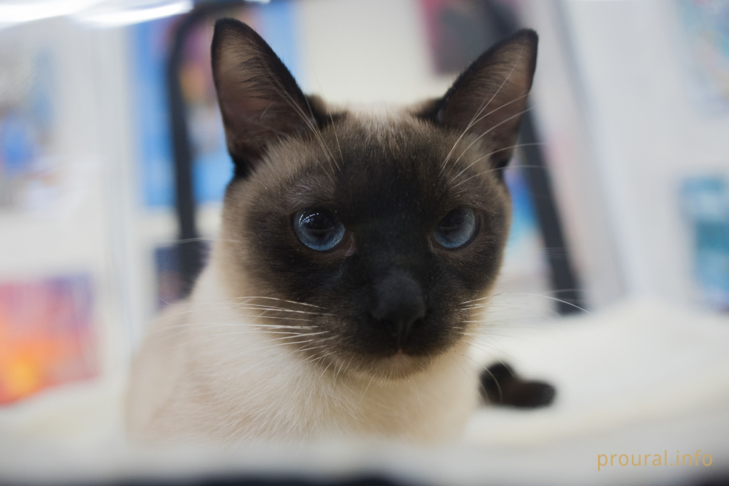 Выставка кошек (1).JPG