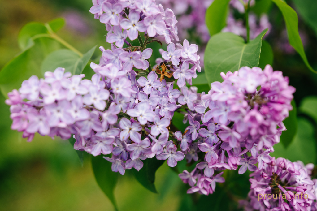 сирень ботсад весна 2020 парк (18).jpg