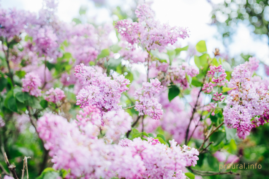 сирень ботсад весна 2020 парк (1).jpg