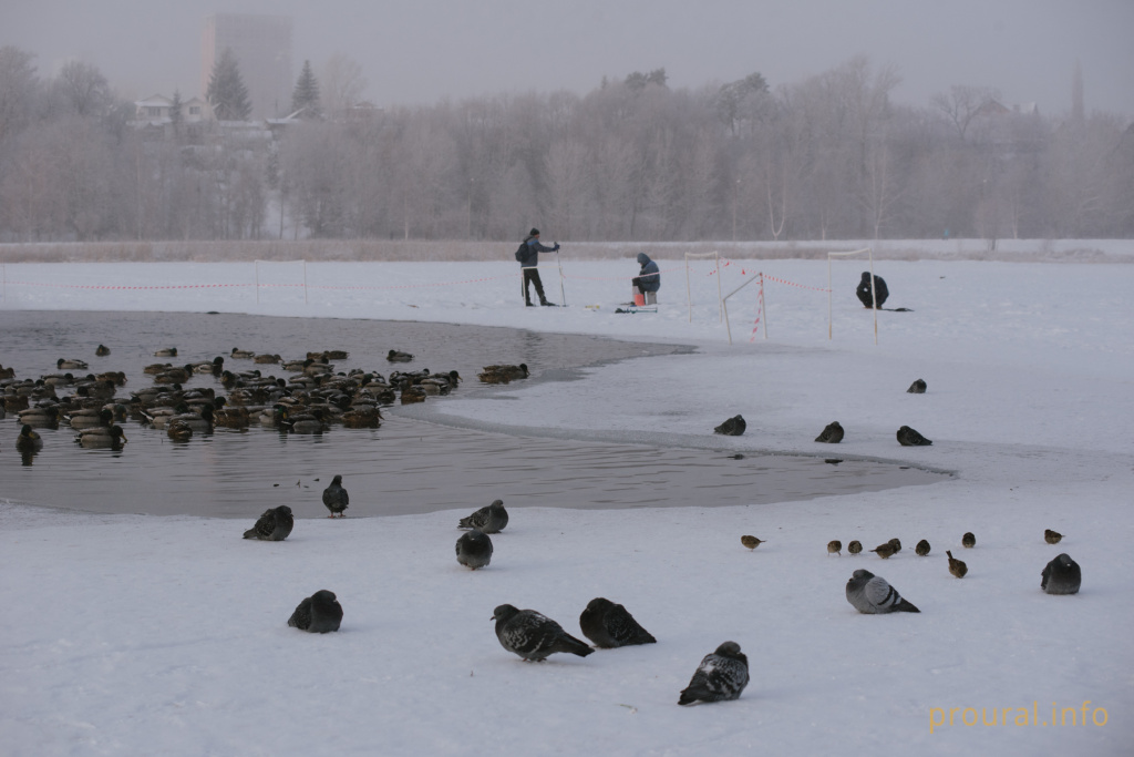 Кашкадан зима утки лес шишки птицы (20).jpg