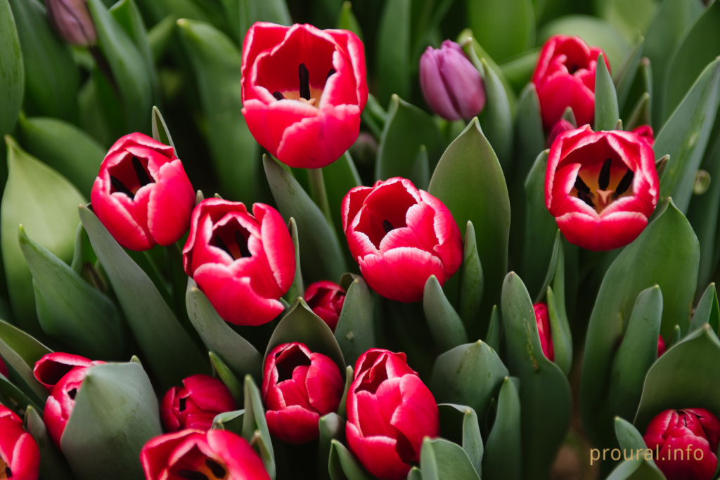 тюльпаны оранжерея (16).jpg