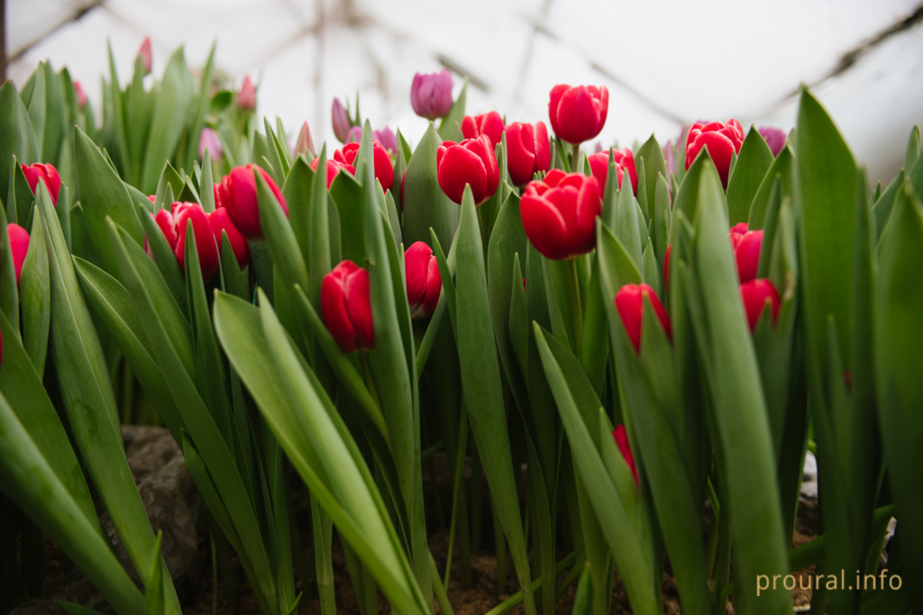 тюльпаны оранжерея (14).jpg