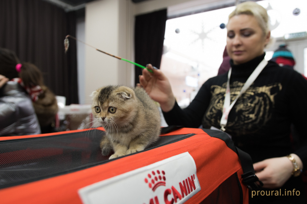 Выставка кошек (10).JPG